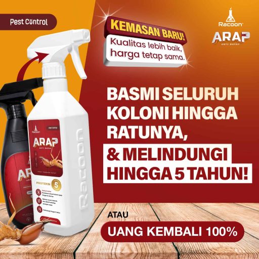 racoon arap new size text 3 (1)